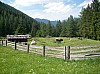 (c)ETasser Almweide_Grauvieh_Stubaital